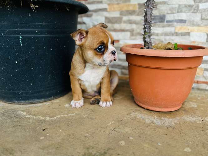 Boston Terrier Macho - Imagen 2