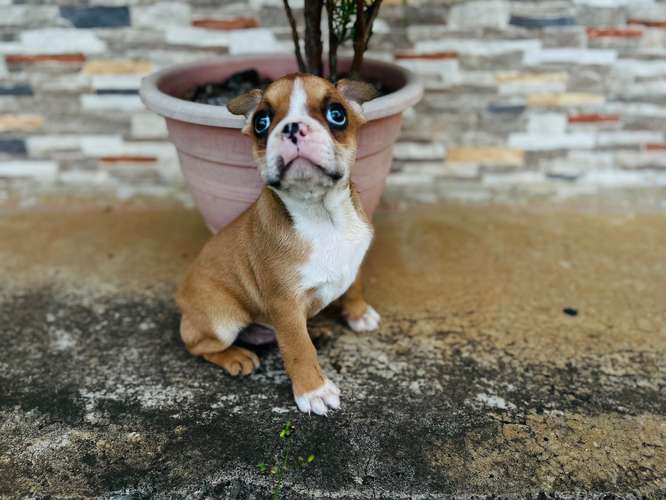 Boston Terrier Macho - Imagen 4