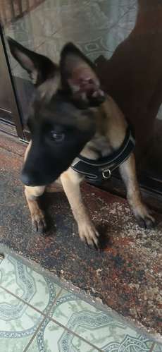 Vendo hermosa cachorra pastor belga mallinois 2 meses 12 das vacuna l dia 200 mil puedo entregar limon.sanjoce .guapiles - Imagen 1