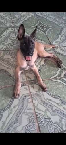 Vendo hermosa cachorra pastor belga mallinois 2 meses 12 das vacuna l dia 200 mil puedo entregar limon.sanjoce .guapiles - Imagen 3