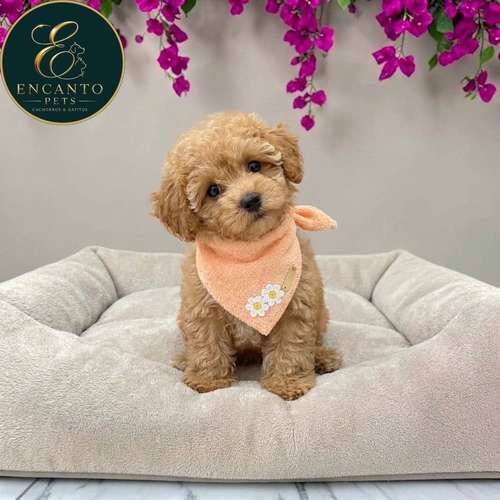 Cachorro MALTIPOO disponible - Imagen 8