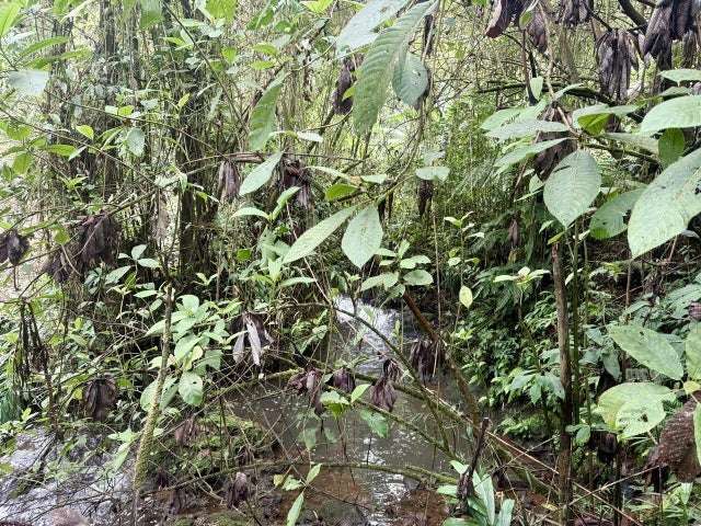 Terreno en venta en Varablanca, Heredia, con vista a las montañas y vegetación exuberante H.A. - Imagen 16