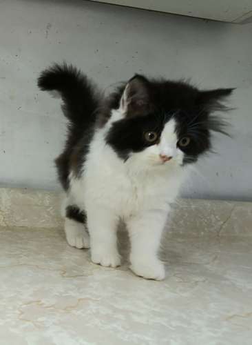 Persa Bicolor Mocasín (macho)