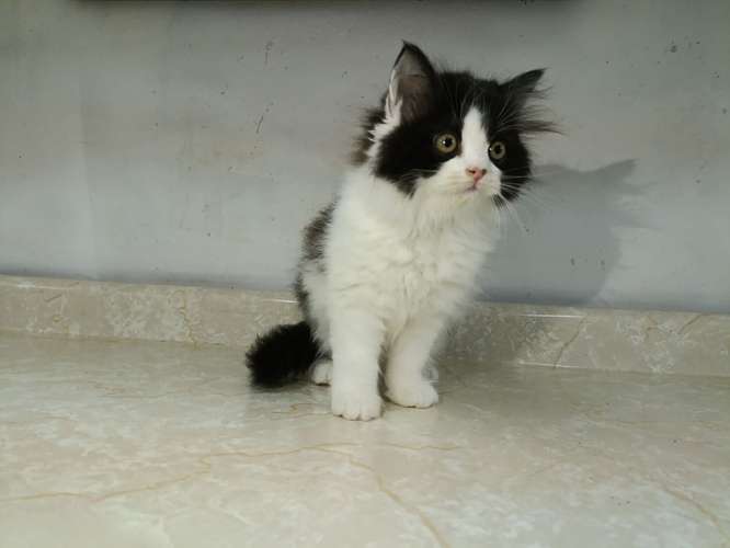 Persa Bicolor Mocasín (macho)