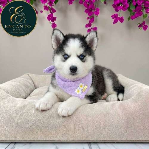Cachorro HUSKY SIBERIANO disponible
