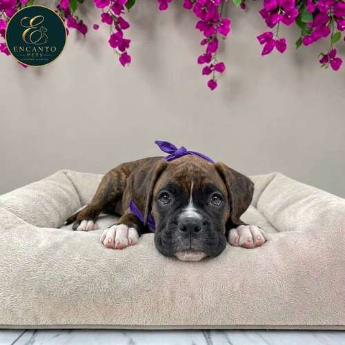 Cachorro BOXER disponible - Imagen 4