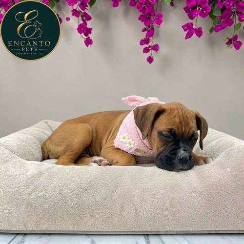 Cachorro BOXER disponible