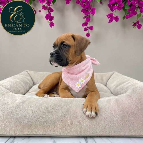 Cachorro BOXER disponible - Imagen 7