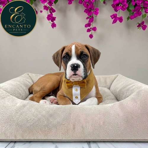 Cachorro BOXER disponible - Imagen 3