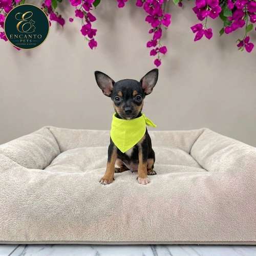 Cachorro DOBERMAN MINIATURA disponible