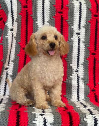 French poodle  - Imagen 2