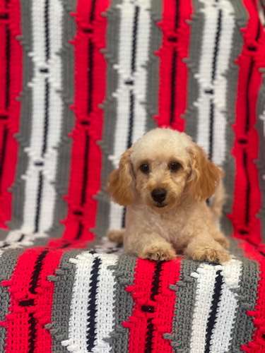French poodle 