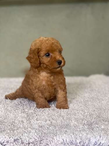 French poodle 