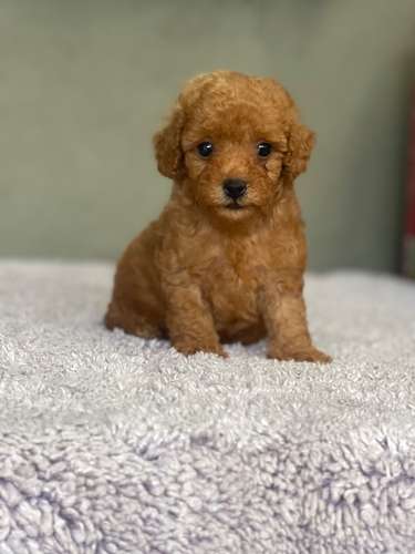 French poodle  - Imagen 2