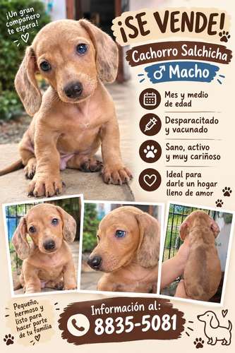Hermoso perro salchicha arlequín en venta - Imagen 2
