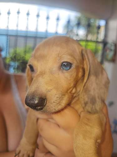 Hermoso perro salchicha arlequín en venta - Imagen 4