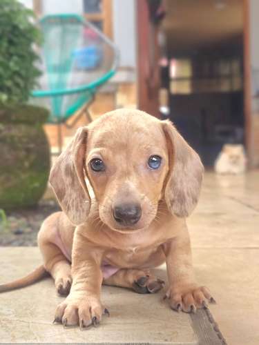 Hermoso perro salchicha arlequín en venta - Imagen 1