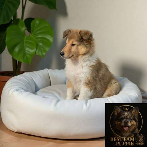 Cachorro Rough Collie Tradicional / Rough Collie disponible - Imagen 8