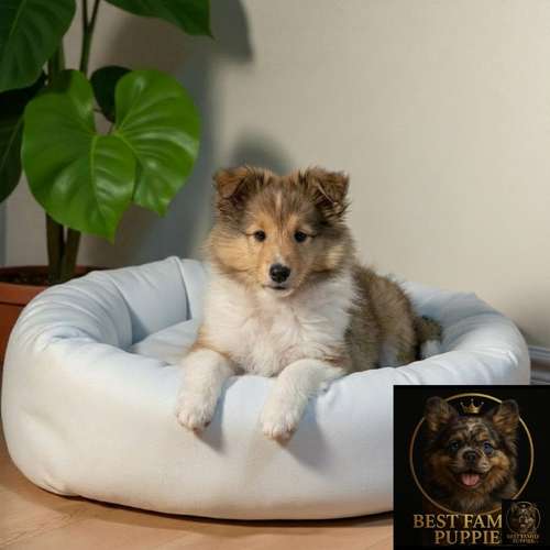 Cachorro Rough Collie Tradicional / Rough Collie disponible - Imagen 2
