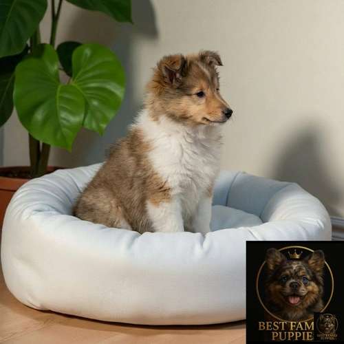 Cachorro Rough Collie Tradicional / Rough Collie disponible - Imagen 3