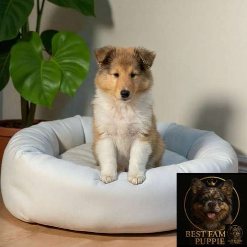 Cachorro Rough Collie Tradicional / Rough Collie disponible - Imagen 4