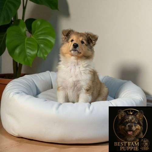 Cachorro Rough Collie Tradicional / Rough Collie disponible - Imagen 5