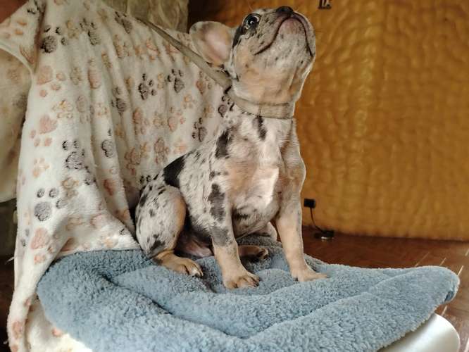 Hermoso cachorro Bulldog francés blue merle and tan  - Imagen 10