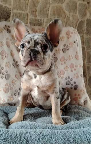 Hermoso cachorro Bulldog francés blue merle and tan  - Imagen 7
