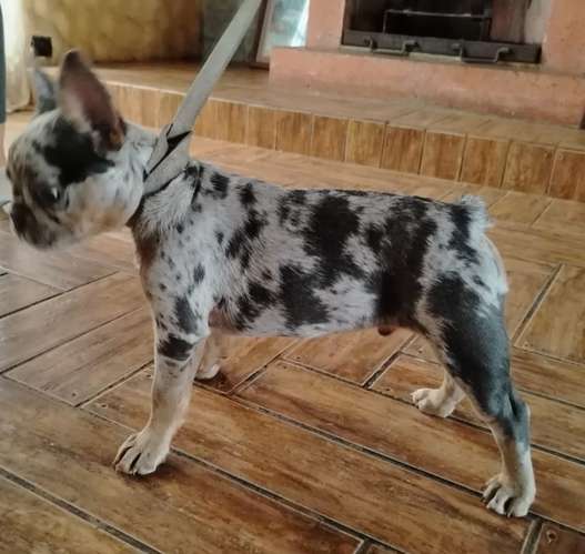 Hermoso cachorro Bulldog francés blue merle and tan  - Imagen 5