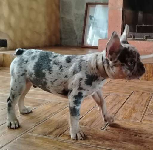 Hermoso cachorro Bulldog francés blue merle and tan  - Imagen 6