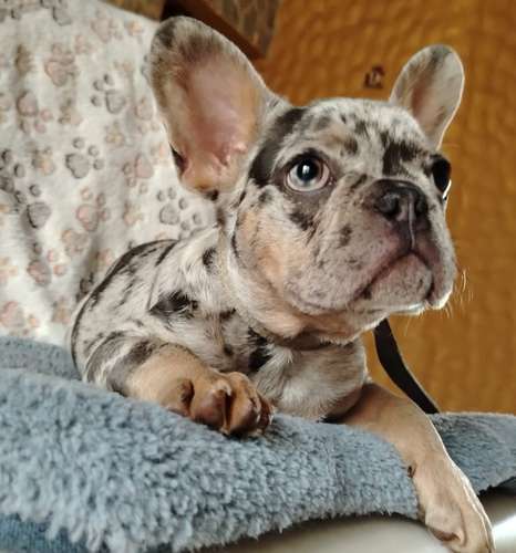 Hermoso cachorro Bulldog francés blue merle and tan  - Imagen 4