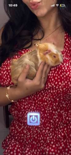 Cuy en adopción 