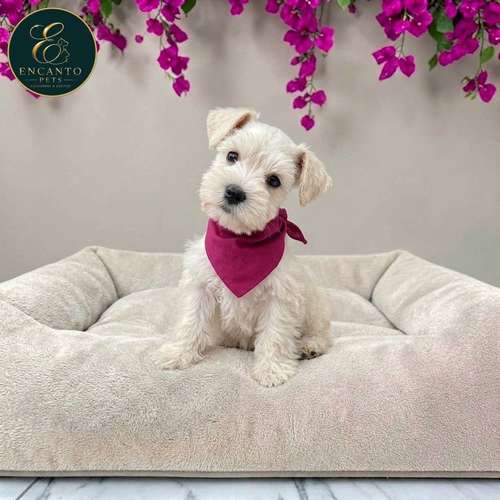 Cachorro Schnauzer Blanco y Black Silver / Miniature Schnauzer White and Black Silver disponible - Imagen 10
