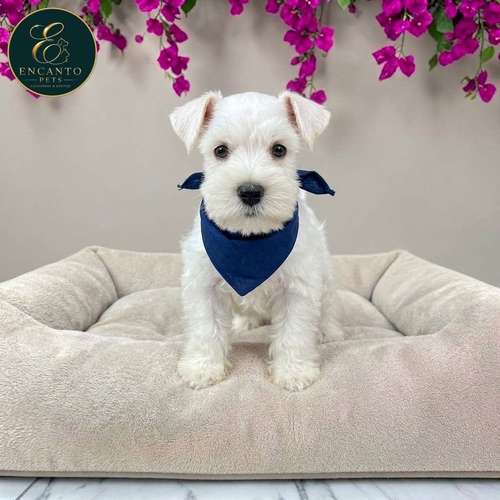 Cachorro Schnauzer Blanco y Black Silver / Miniature Schnauzer White and Black Silver disponible - Imagen 2