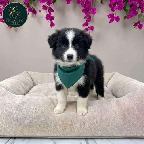 Cachorro BORDER COLLIE TRADICIONAL disponible - Imagen 10