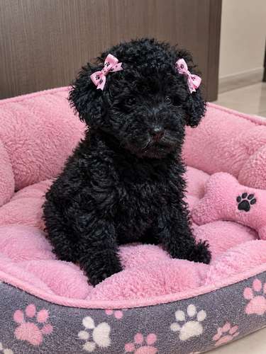 Hembra French poodle 
