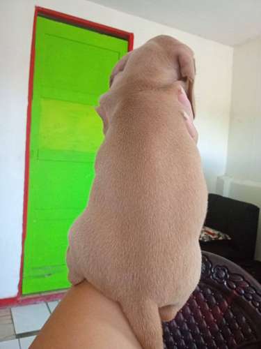 Vendí perros salchichas 