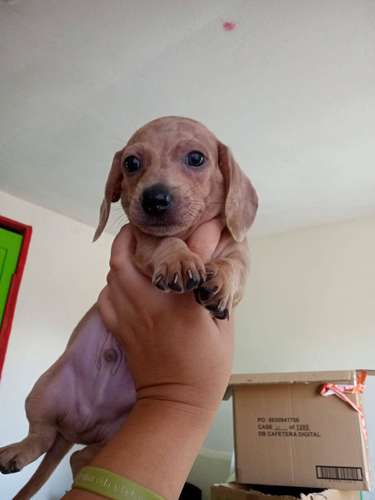 Vendí perros salchichas 
