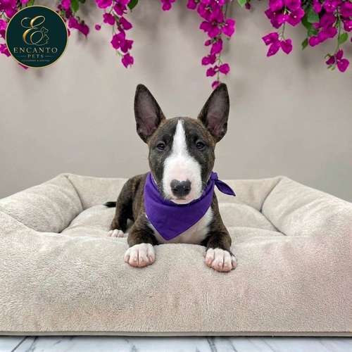 Cachorro Bull Terrier / Bull Terrier disponible - Imagen 9