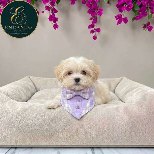 Cachorro Bichón Maltés / Maltese disponible - Imagen 8