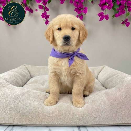 Cachorro GOLDEN RETRIEVER LINEA AMERICANA disponible