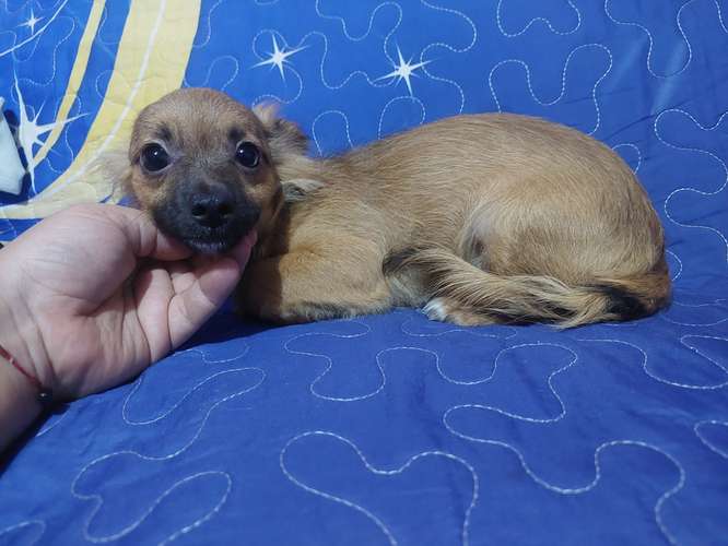 Chihuahua pelo largo 