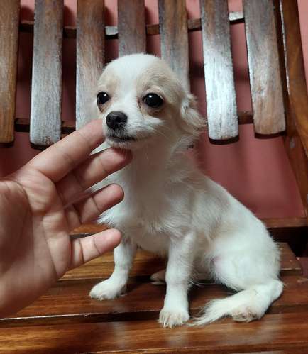 Chihuahua pelo largo bolsillo 