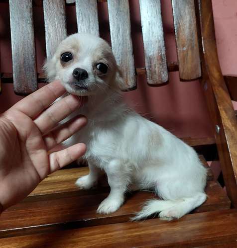 Chihuahua pelo largo bolsillo  - Imagen 3