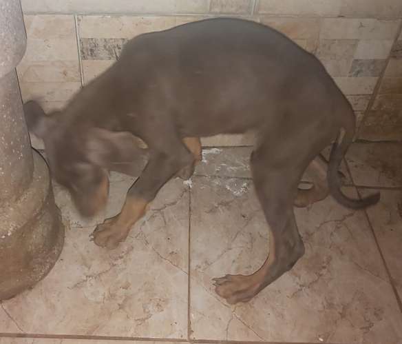 Doberman - Imagen 4