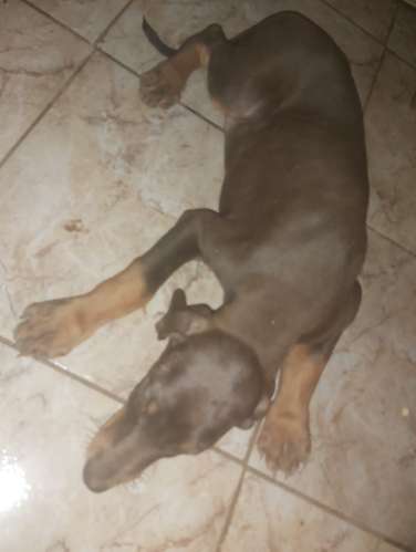 Doberman - Imagen 2
