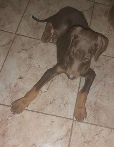 Doberman