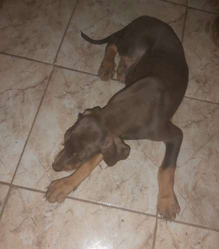 Doberman - Imagen 3