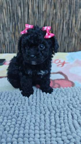 Hermosas french poodle tacitas 