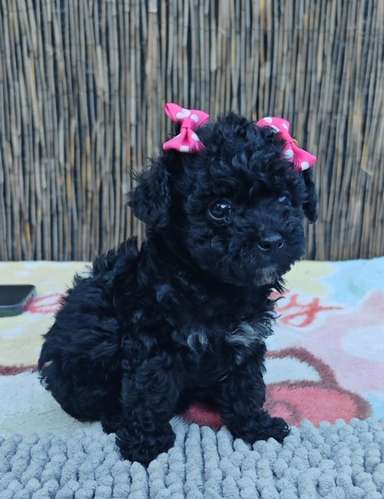 Hermosas french poodle tacitas 